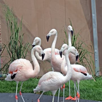 <p>Flamingos will be on exhibit this summer at the Maritime Aquarium, starting this Saturday.</p>