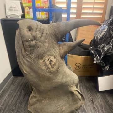 The taxidermied rhinoceros head found in Aspinwall, Pennsylvania.