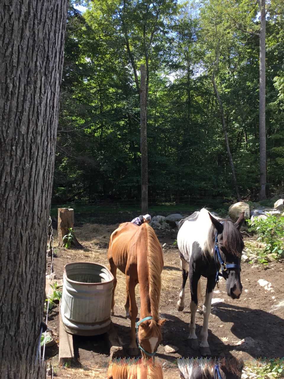 The two horses that were abused.