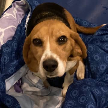 A driver pushed this older Beagle dog out of a vehicle and fled.