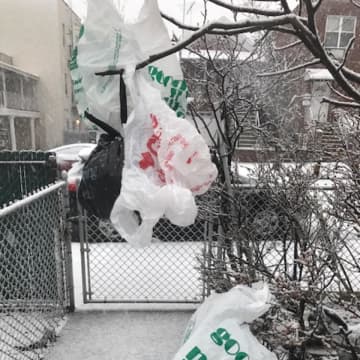 Greenwich wants to ban the use of plastic bags, like these ones caught in some trees, to reduce environmental pollution.