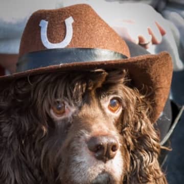 A dog dressed up as a cowboy won best costume at Ossining's pet parade.