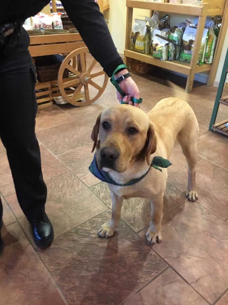 This injured dog was found in Lewisboro and dropped off at a local animal hospital. Police are trying to locate his owners. He had no tags or microchips.