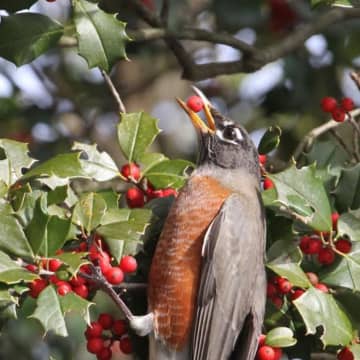 A robin enjoys a holly berry.