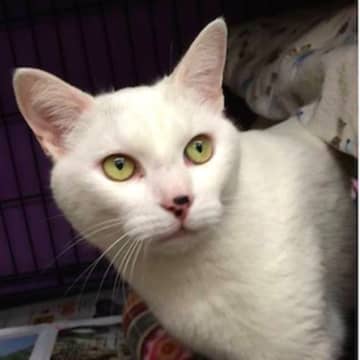 Ghost will be among the cats up for adoption. His family moved away and left him outside.