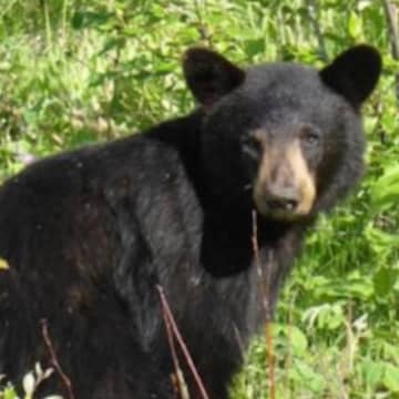 A Wilton man and a Norwalk man were arrested on charges of illegally killing two bears in Wilton on Saturday.