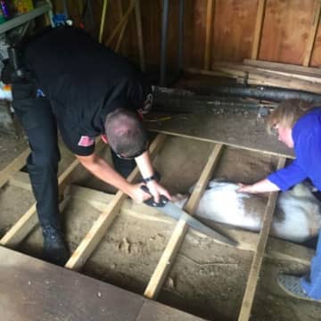 Red Hook police officers rescued a dog trapped under a shed.