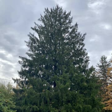 <p>Rockefeller Center announced that its annual Christmas tree is coming from Orange County for the second time in two years.</p>
