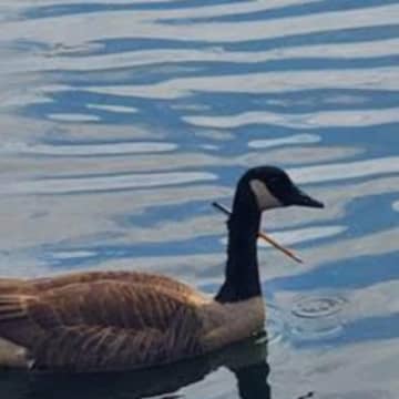 A $5,000 reward has been issued for information that leads to the arrest of a suspect who shot a goose with a crossbow.