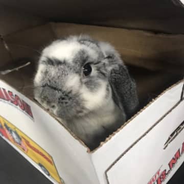 A rabbit was found abandoned in a box outside Pet Valu Store on Route 22 in Patterson.