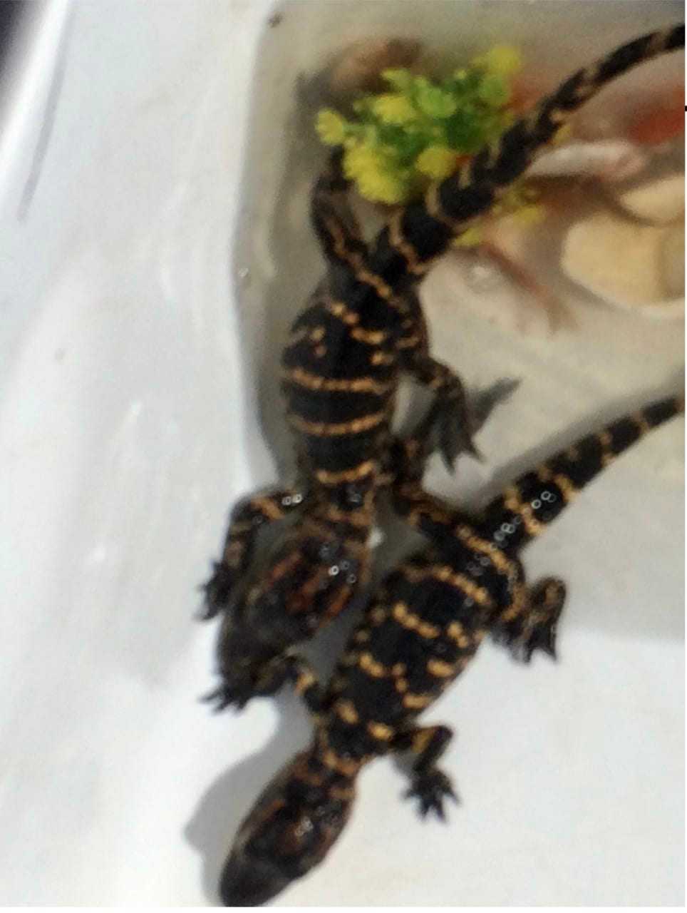 The 'dwarf' alligators sold as baby alligators.