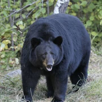 <p>An American black bear.</p>
