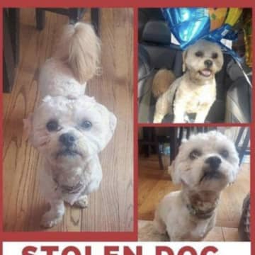 Simba was reportedly stolen in Stratford.