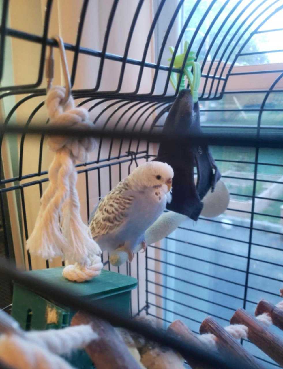 An alert has been issued for a missing bird that was found in Westchester.
