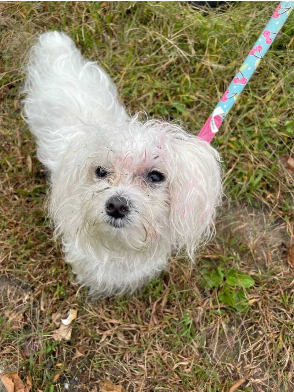 Cindy the dog.