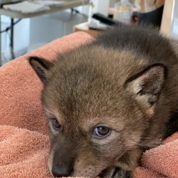 The Cape Wildlife Center shared this photo of the "lost puppy"
