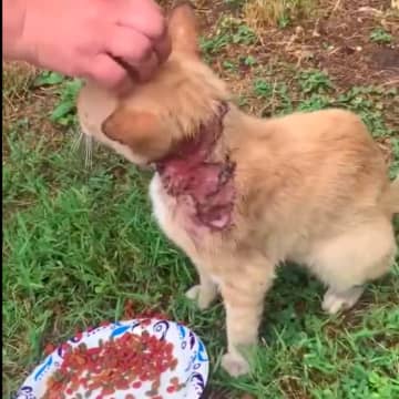 A graphic video shared by Ramapo Bergen Animal Refuge shows the cat loudly meowing with a plate of food, as concerned residents seek help.