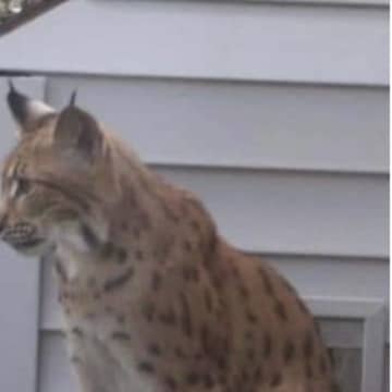 The wild cat that was spotted in West Islip.