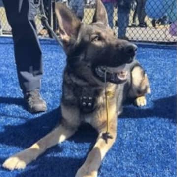 K9 Officer Pietro of the Carmel Police Department helped find the missing man.