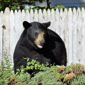 A black bear broke into a garage looking for a grill that had recently been cooked on.