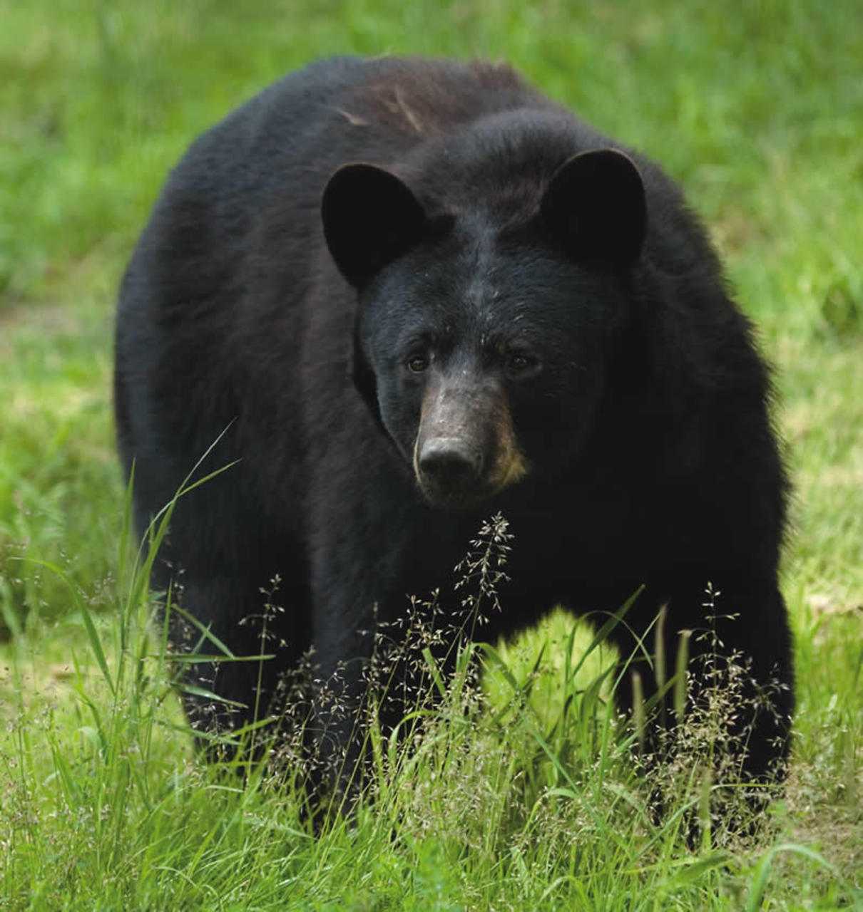 Ramapo Mountain State Forest is closed for the second week in a row following black bear encounters with hikers.