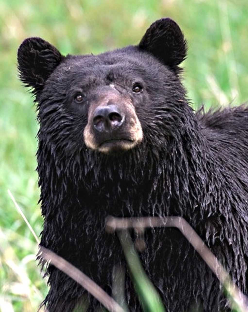 A Lewisboro man reported seeing a black bear. Pictured is an unrelated bear.