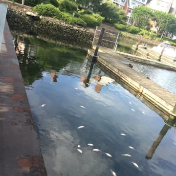 A Stamford resident took this photo of a reported fish kill near Czescik Marina in Stamford on Tuesday.