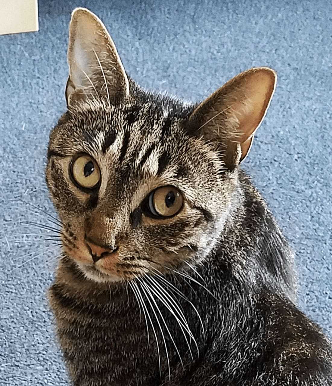 This male cat -- yes, named Kitty -- was last seen on Saturday afternoon.