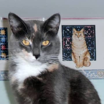 Meet Cynthia, a cat available for adoption through Animals in Distress in Wilton.