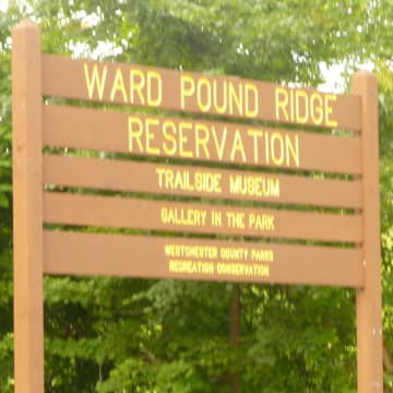Ward Pound Ridge Reservation will open an exhibit of Suzan Waldinger's art work that will run from Sept. 21 until Dec. 31. 