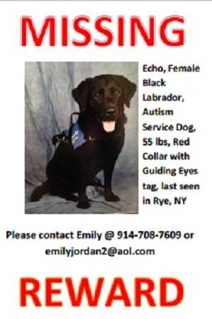 Echo, a female black lab who acts as a service dog for a 5-year-old autistic child, went missing last week in Rye.