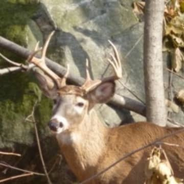 A Cortlandt parking enforcement officer was injured by a buck on her property.