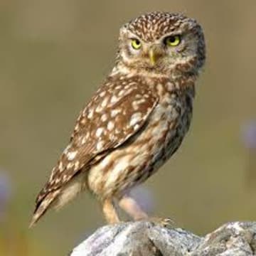 Be on the prowl for owls at Marshlands Conservancy. 