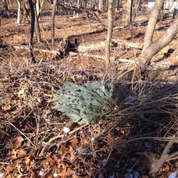 The Pound Ridge Conservation Board shares ways to discard Christmas trees.