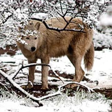 The Wolf Conservation Center is hosting an evening howl on Friday.