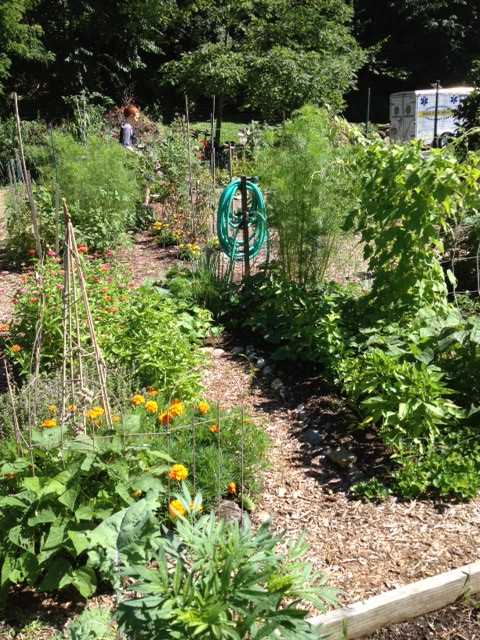 Westchesters InterGenerate community gardens provide healthy food to shelters while building community relations. 