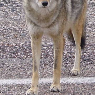 Recent coyote attacks in Chappaqua have many residents on edge.