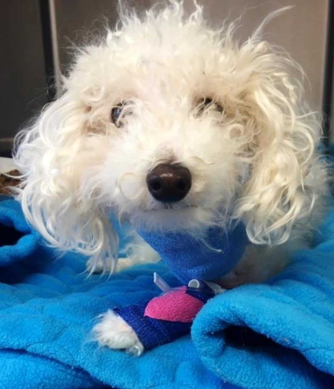 Charlie Brown has since been adopted by a new family after having its leg amputated as a result of the improper care of a wound in Yonkers.