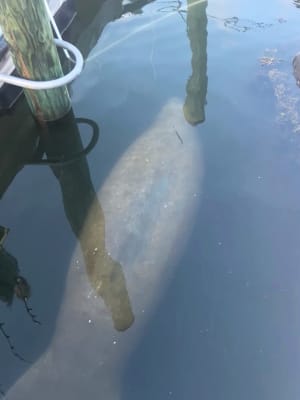 Manatee Spotted In Waters Near CT After Traveling Hundreds Of Miles: Here's Where