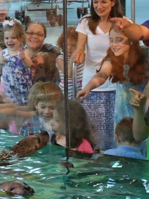 Maritime Aquarium Offering Free Admission To Norwalk Residents On Saturday