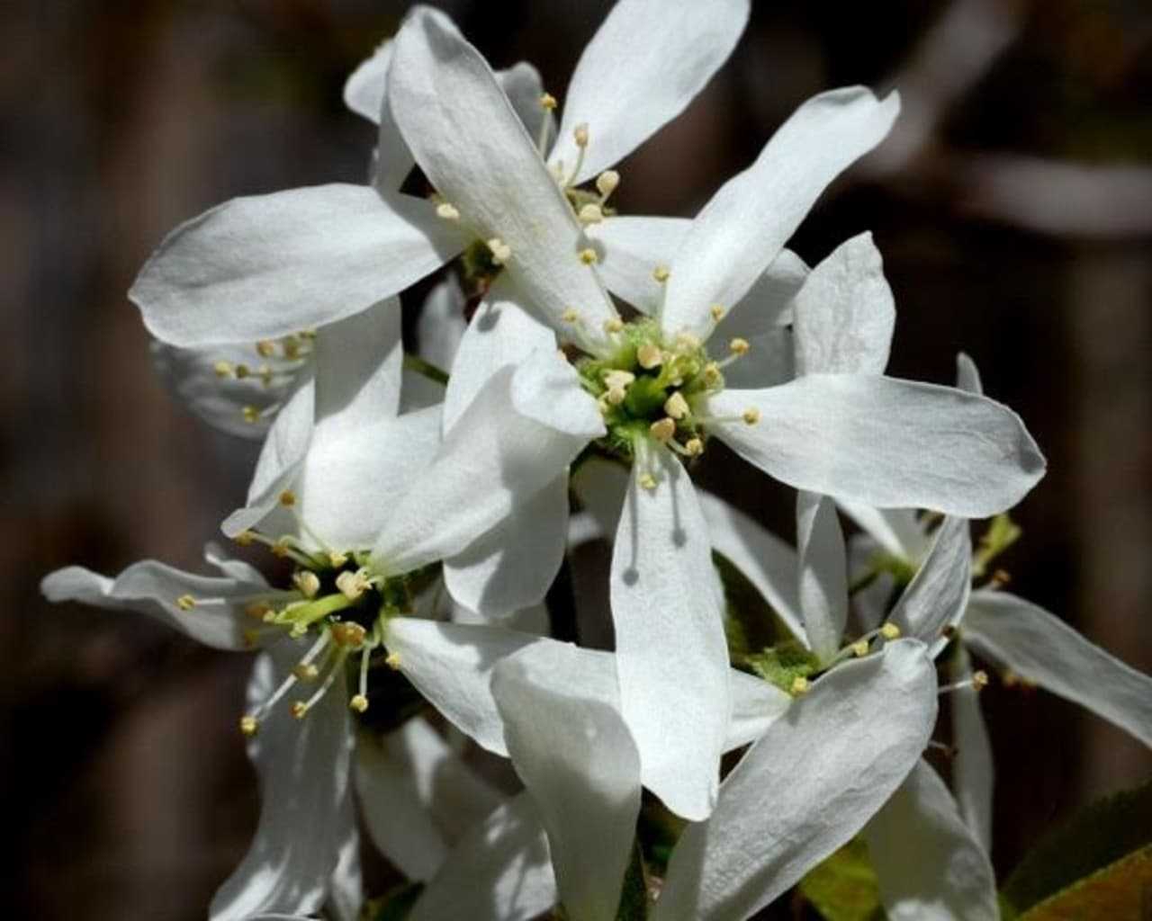 Early-Blooming Native Trees, Shrubs Help Bees Across Fairfield County
