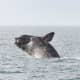 Less than 400 North Atlantic right whale exist -- with less than 100 breeding females, NOAA Fisheries said.