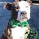 Garvey is the Hi Tor Animal Care Center's Pet of the Week.