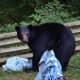 A bear spotted in Trumbull last summer.