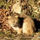 This bobcat took a moment to ring in the new year by posing for this photo during a stop in New Canaan.