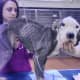 Starved Dog Found On Street Rescued By Philly Area Shelter, Recovers At NJ Vet Specialists