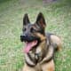 K9 Officer Unexpectedly Dies In Kent: 'Made Considerable Impact'