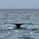 A whale submerges about two miles off the Jersey Shore. (Photos courtesy of Roger J. Muller, Jr. )