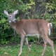Man Accused Of Illegally Killing Deer Near Home In Hudson Valley