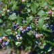 The late season blueberries are plentiful at Jones Family Farms in Shelton.